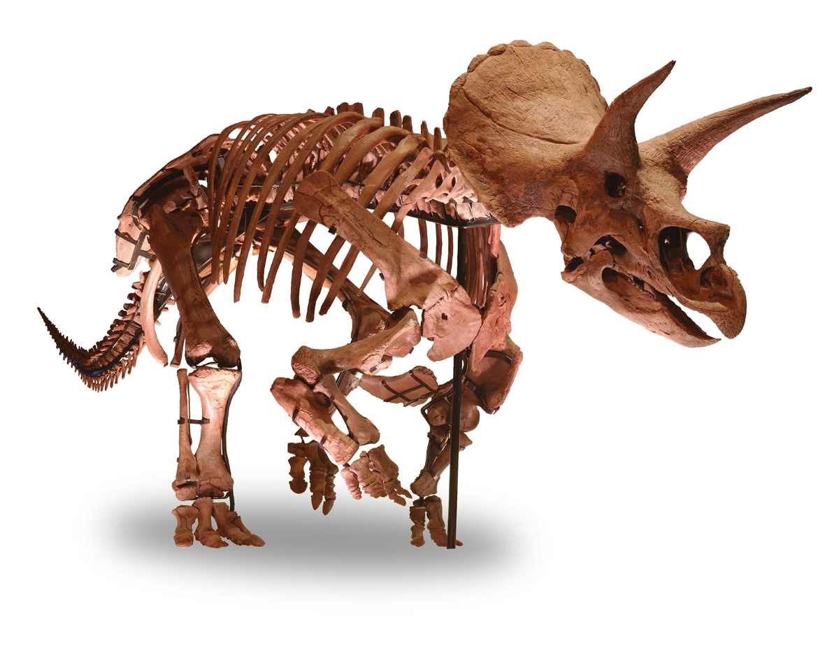 世界で最も完全で美しいトリケラトプスの全身骨格、日本上陸 ソニーの