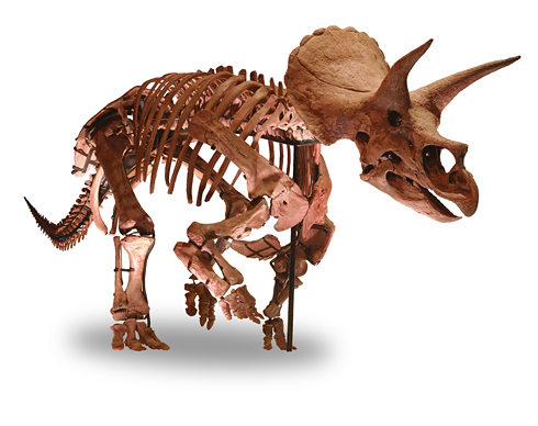 恐竜　骨格　化石　標本　トリケラトプス　前歯