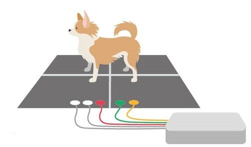 犬の肉球から心電図測定　AIがその場で心臓病を解析