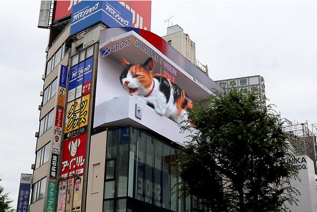 新宿の巨大猫　“渋谷のハチ公”狙う？