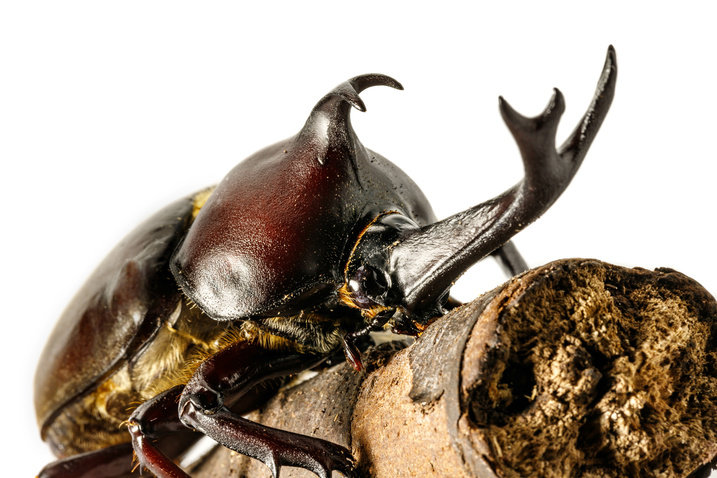 カブトムシの幼虫は「意外と知的」　地面の固さで2種類の掘り方を駆使することが明らかに