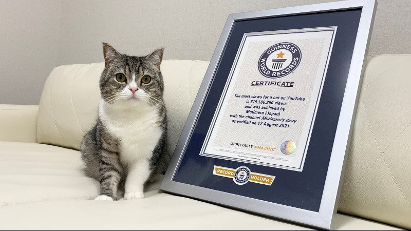 猫の「もちまる」ギネス認定 YouTubeで最も視聴された猫として 再生回数6億回超 - ITmedia NEWS