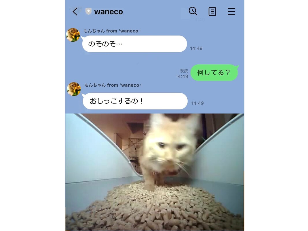 猫から「トイレしたにゃ～！」とLINEが届くサービス NECらが22年1月
