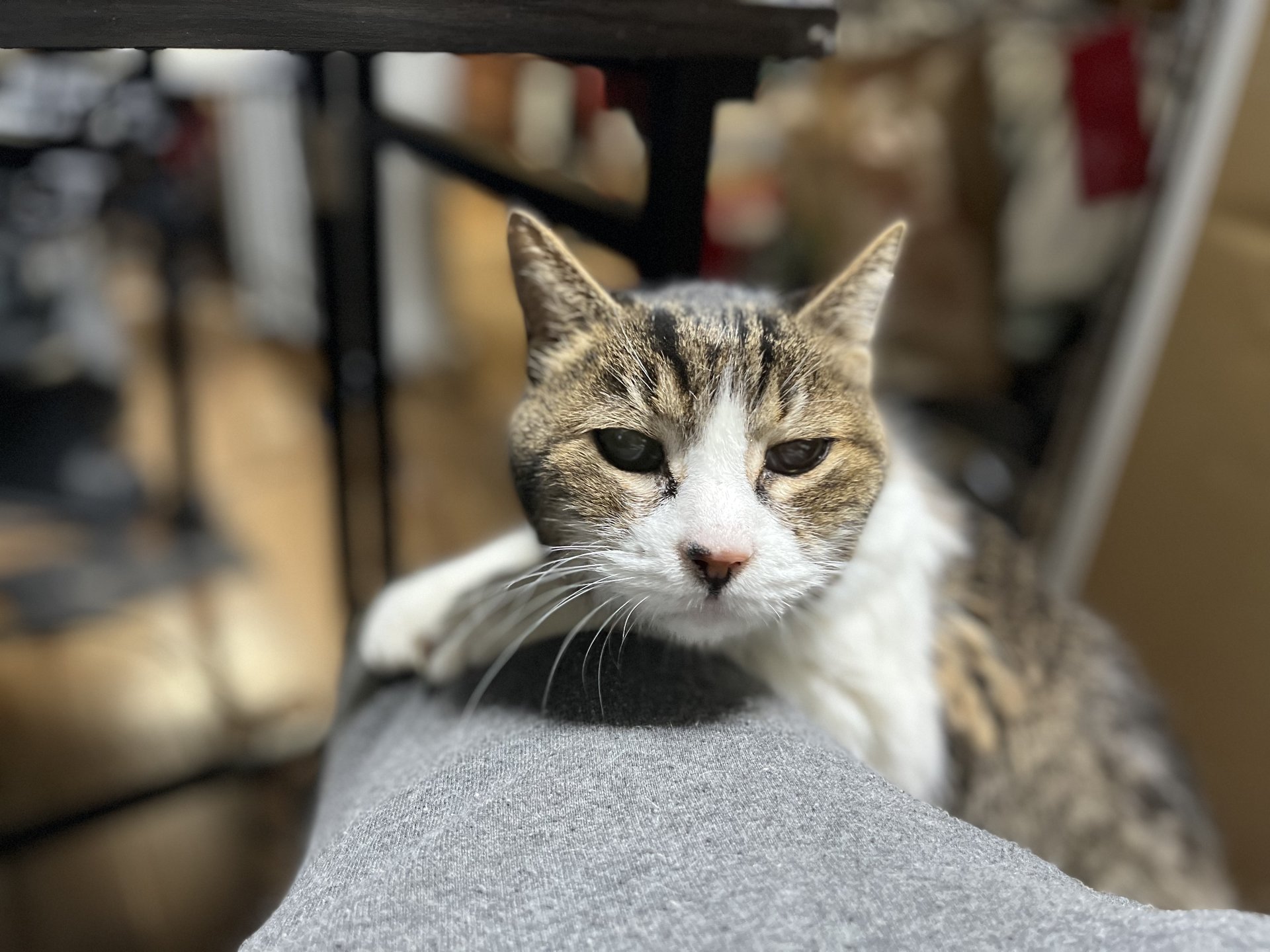 猫とコンピュータの共存は可能か いやいや 猫がコンピュータだった時代もあったのですよ ヤマーとマツの ねえこれ知ってる 1 4 ページ Itmedia News