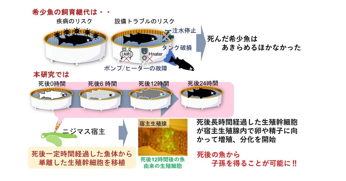 魚が死んでからも子孫を作る技術 東京海洋大が開発 死後の細胞から卵 精子を作製 Itmedia News