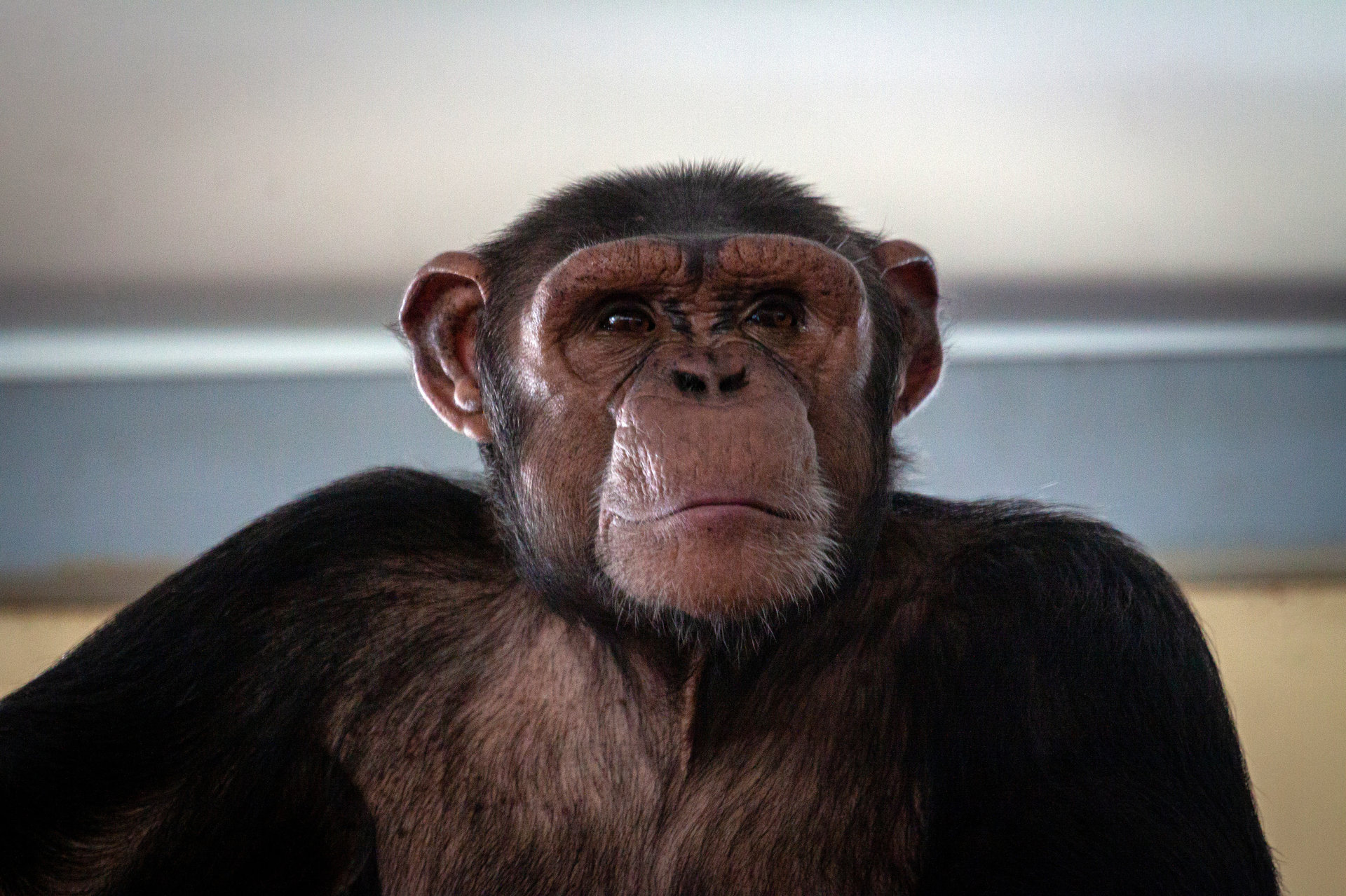 チンパンジーは夜に勃起する ヒト以外の霊長類で初確認 京大が別の研究中に偶然発見 Itmedia News
