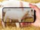 世界初、iPhone Proで豚の体重測定　「PIGI」海外展開へ
