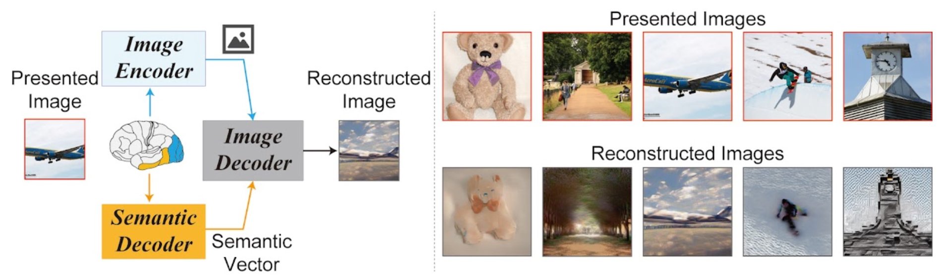 脳が知覚した内容を「Stable Diffusion」が画像化　脳活動を解析　阪大などが技術開発