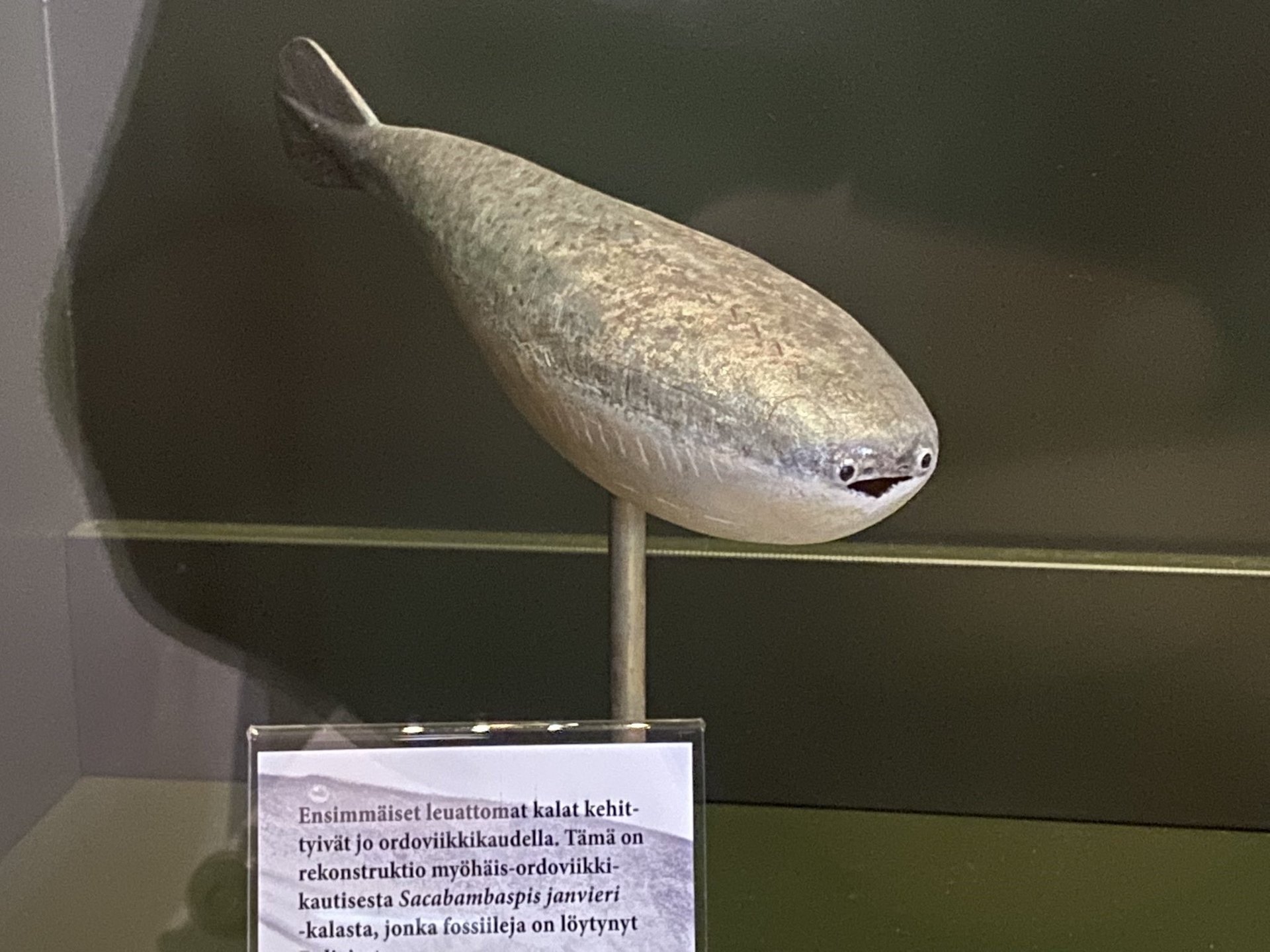 【特集】 話題の古代魚「サカバンバスピス」　模型のイラスト化はNGなの？　弁護士に聞いた