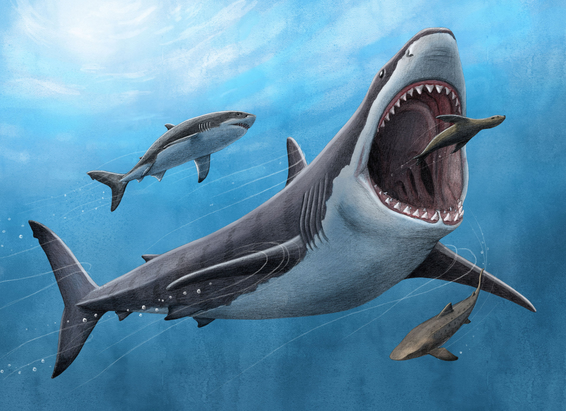 古代のサメ「メガロドン」、実は温血動物だった 歯の分析で判明