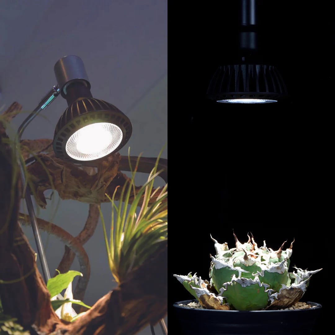 いきもの電球」京セラが発売 水族館で使われる生体に優しいLED照明を