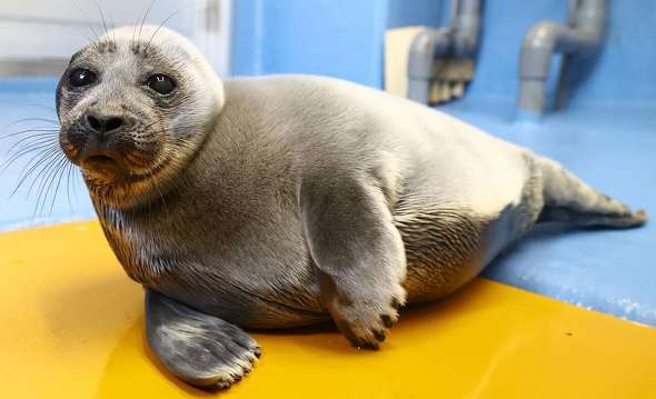 オランダの「アザラシ幼稚園」、ライブ動画が日本で人気 プカプカゴロゴロ「かわいい」 - ITmedia NEWS