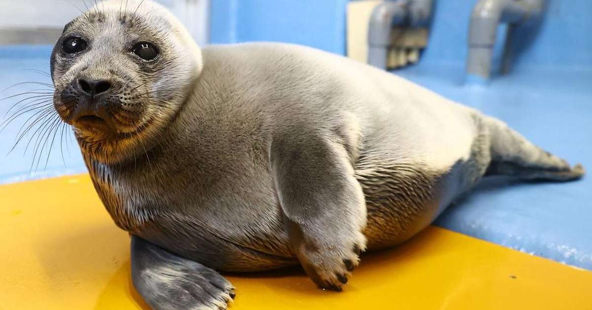 オランダの「アザラシ幼稚園」、ライブ動画が日本で人気 プカプカゴロゴロ「かわいい」 - ITmedia NEWS