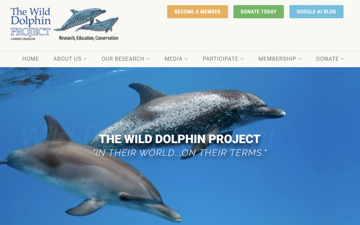 Google、イルカのコミュニケーション解読を目指すAIモデル