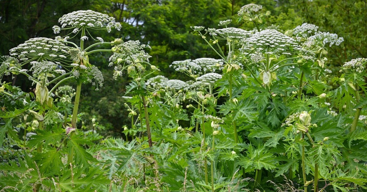 毒草「ジャイアント・ホグウィード」らしき植物、北大が除去 種類の特定はできず