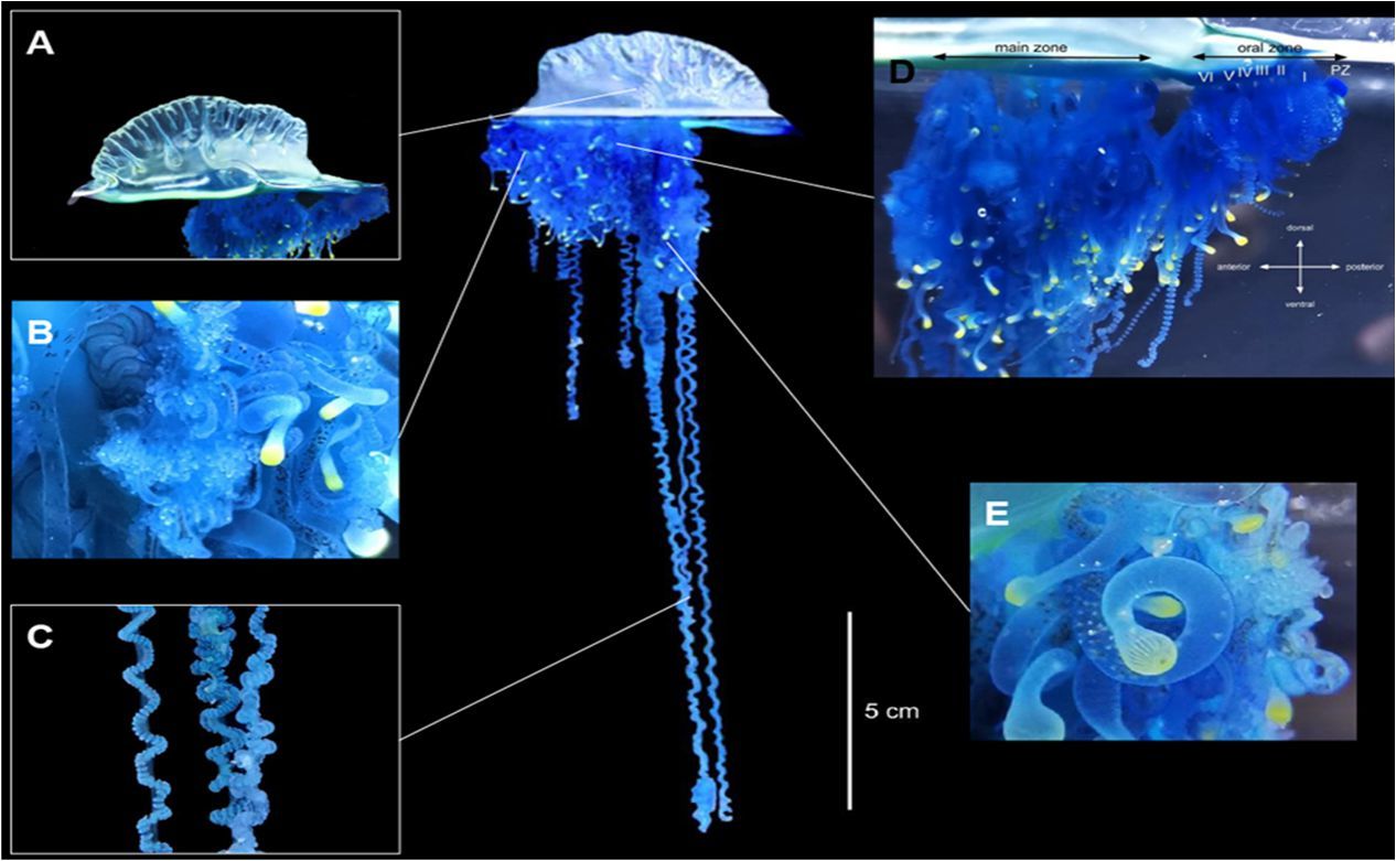 新種の毒クラゲ「ミカヅキノエボシ」 東北大学が発見 カツオノエボシの