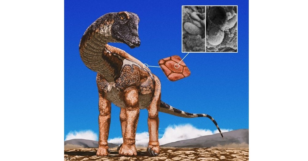 長い首の恐竜、鳥のように色鮮やかだった? 皮膚化石から体色を調査 英国チームが発表