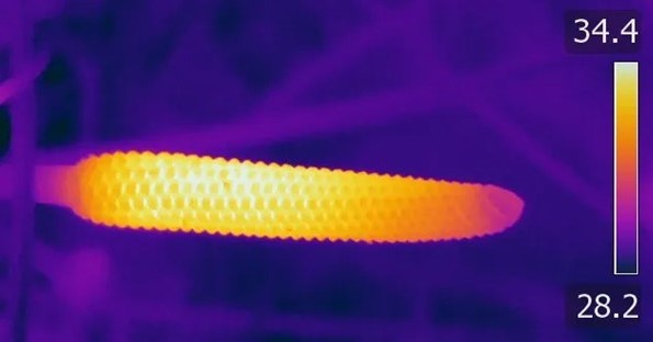 古代植物ソテツ、生殖器を加熱させ虫を引き寄せていた　Science誌で米ハーバード大学などが研究報告