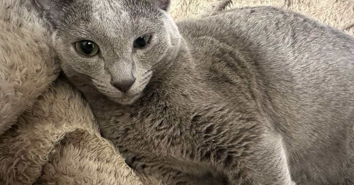 ネコの腎臓病新薬、早ければ年内にも実用化へ　治験終了、4月には国に承認申請