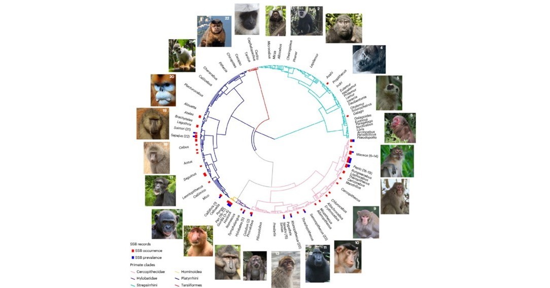 サルはなぜ「同性間の性行為」をするのか？　ニホンザルやチンパンジーなどを調査　英国チームが発表