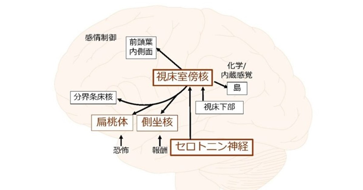 “躁”と“鬱”を繰り返す「双極症」、原因の脳部位を特定　41人の死後脳から　順天堂大がNature系列誌で発表