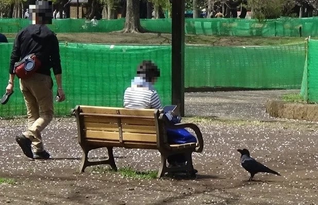 都会の鳥はなかなか逃げない、は本当だった　科博がスズメなど7種で実証