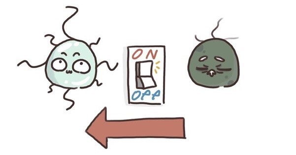 老化したヒト細胞を若返らせる「スイッチ」を見つけるシステム 米国チームが開発 マウスが3週間で8カ月若返り