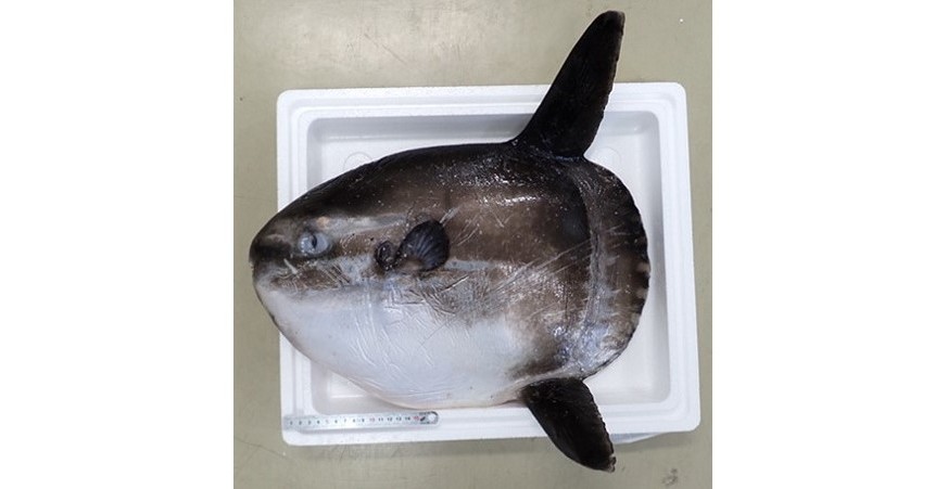 マンボウとヤリマンボウから新種の寄生虫4種を発見　東邦大などが日本近海で調査