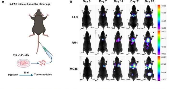 がんになれば“アルツハイマー病”になりにくい……一体なぜ？　マウスで検証　中国チームが発表