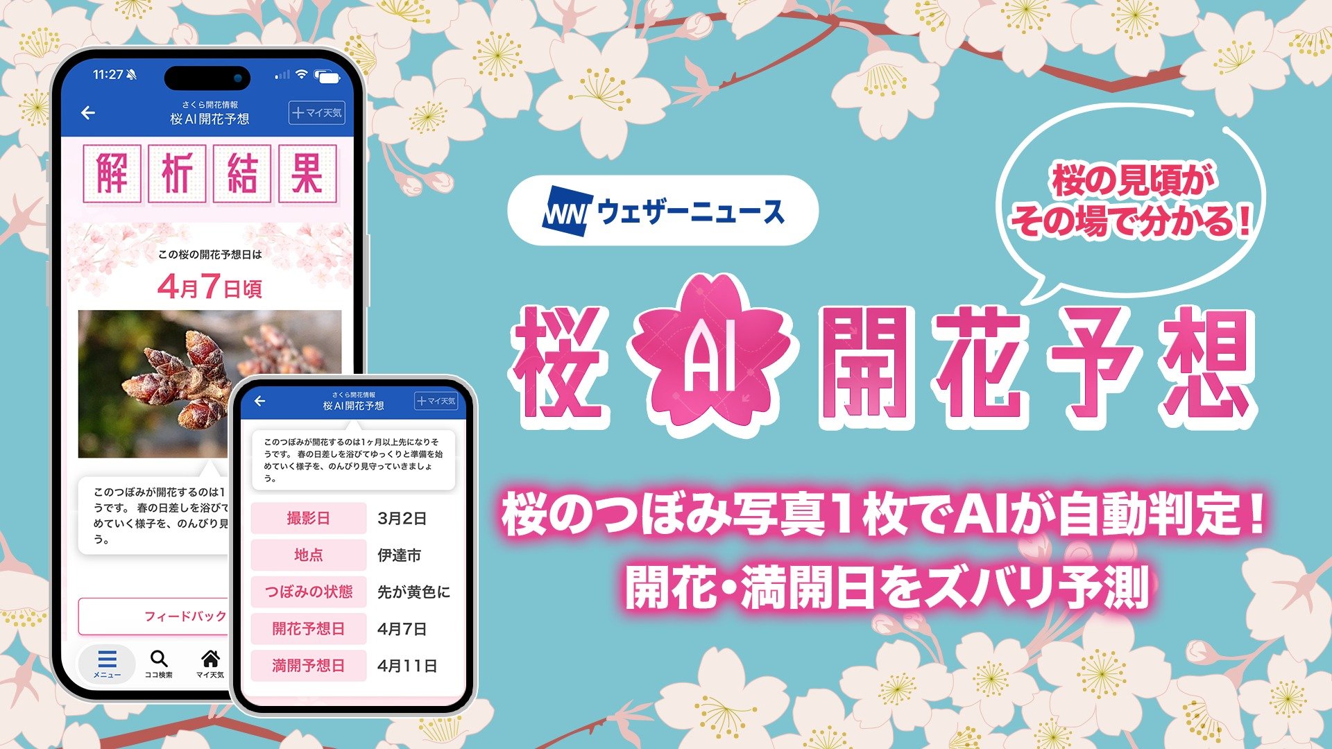 桜のつぼみを撮影→開花・満開時期をAI予想 ウェザーニューズが提供