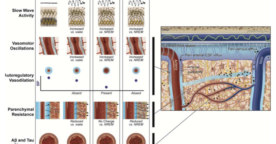 ãè³ã®ãŽãããæŽãæµãè¬ãã€ãã«ç»å ŽïŒèªç¥çäºé²ã«å€§ããªäžæ©