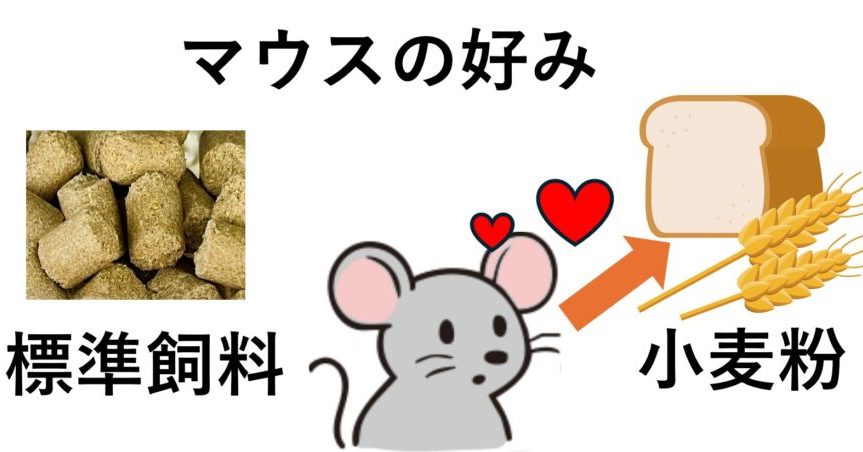 小麦粉や米粉はなぜ「食べ過ぎてなくても太る」のか　体重増加との意外な関係、大阪公立大がマウスで検証