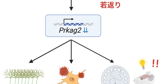 アルツハイマー病改善に貢献、脳を若返らせる「iPaD」の効果　理研などがCell系列誌で研究発表