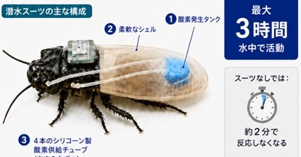 [ITmedia News] 数時間潜水できる"サイボーグゴキブリ"実現 人命救助で活躍期待 早大などが専用の潜水スーツ共同開発