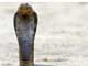 動物園から脱走したコブラがTwitterで人気に　フォロワー21万人