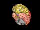 米研究者が「脳の地図」をネット公開