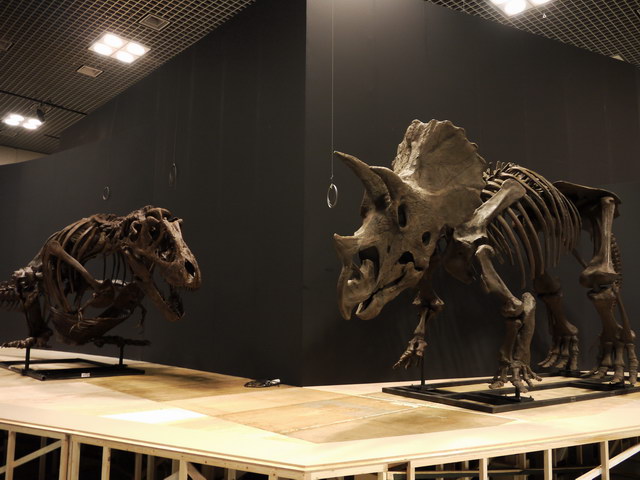 ティラノサウルス対トリケラトプスの全身復元骨格組み立てに潜入してみた 6550万年前の因縁蘇る ねとらぼ