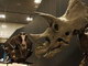 6550万年前の因縁蘇る：ティラノサウルス対トリケラトプスの全身復元骨格組み立てに潜入してみた