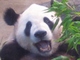パンダ動画で日本中に笑顔を――上野動物園の「パンダ撮影隊」に密着した