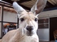 動物のライブ映像が24時間見られる“デジタル動物園”、9月1日オープン