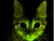 遺伝子操作で緑色に光る猫　AIDS治療につながる可能性