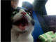 怖いニャー！：初めてのドライブにあぜんとしっ放しのネコ動画　……す、すごい形相だ