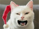 口元だけ人間　白ネコがヨーデル調で歌うちょっと不気味な「ジングルベル」