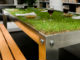 草生えすぎｗｗｗ：家の中でもピクニック気分　芝生が生えた“草テーブル”
