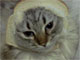 食パンに顔はめするネコ写真がいっぱい　「Breaded Cats.com」が萌える