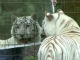 トラやライオン、いろんなネコ科動物に鏡を見せたらどうなる？