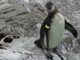 カメラは見ていた。ペンギンがペンギンを突き落とす衝撃の瞬間