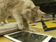 ネコと人間が対戦できちゃうiPadアプリ、Friskiesがリリース