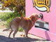犬も自販機を使う時代？：ボタンを押すとドッグフードがガタン――小型犬専用自動販売機登場
