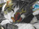 ねこらぼ：Pinterestに寝ネコ写真がずらり、寝相もいろいろ♪　ペットスマイルが公開